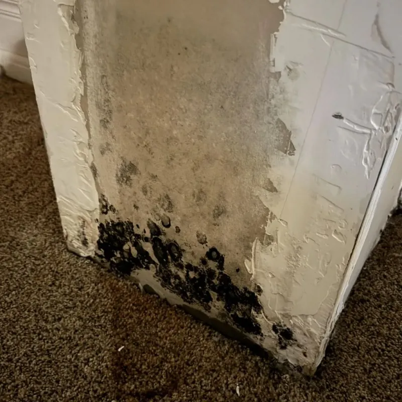 Professional Mold Removal in Napa, CA